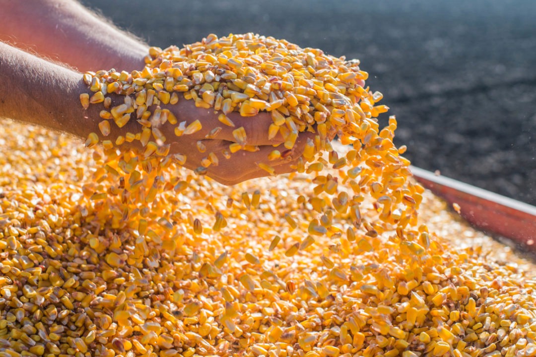 Análisis del mercado de cereales: cereales secundarios