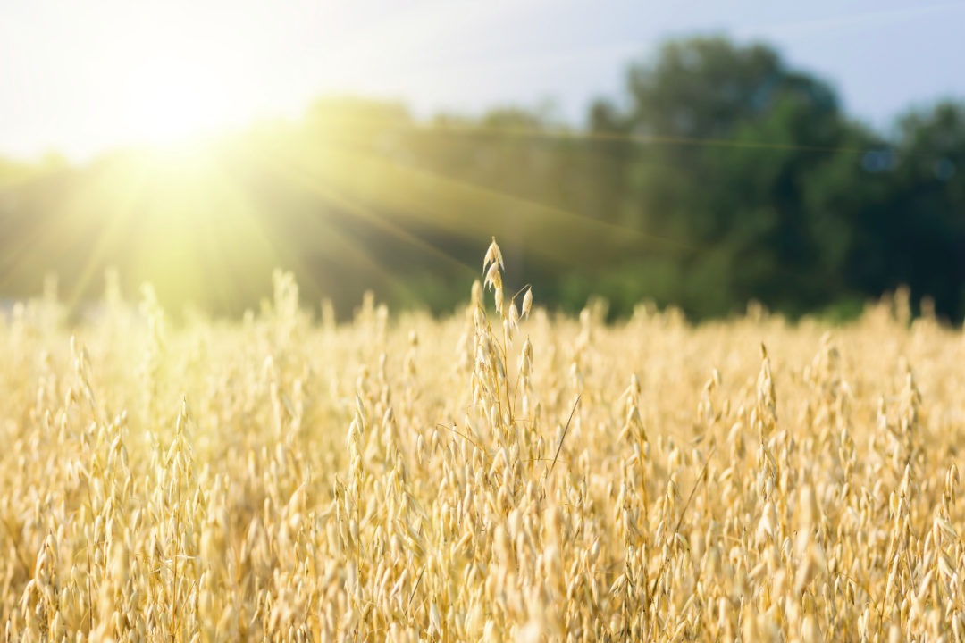 El USDA prevé una mayor oferta mundial de trigo