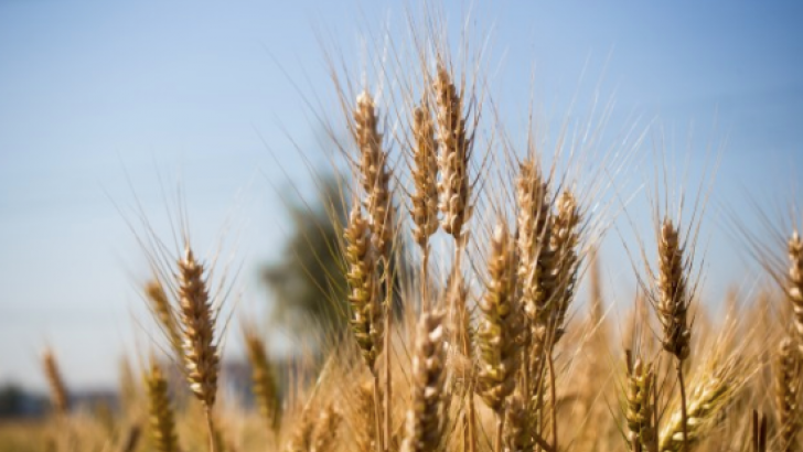 FAO estima que cosecha de trigo 2021 superará las 780 millones de toneladas