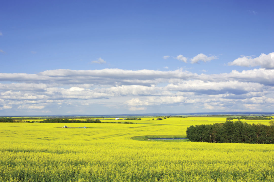 Se espera que la producción de semillas oleaginosas de Canadá aumente un 6%