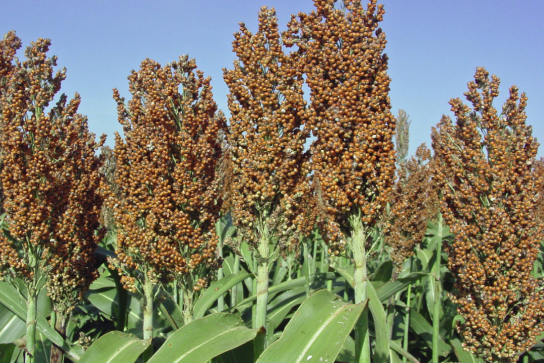 Estados Unidos exporta cantidad récord de sorgo