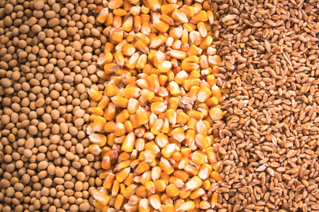  IGC: Las existencias mundiales de cereales caerán al mí­nimo de cinco aí±os