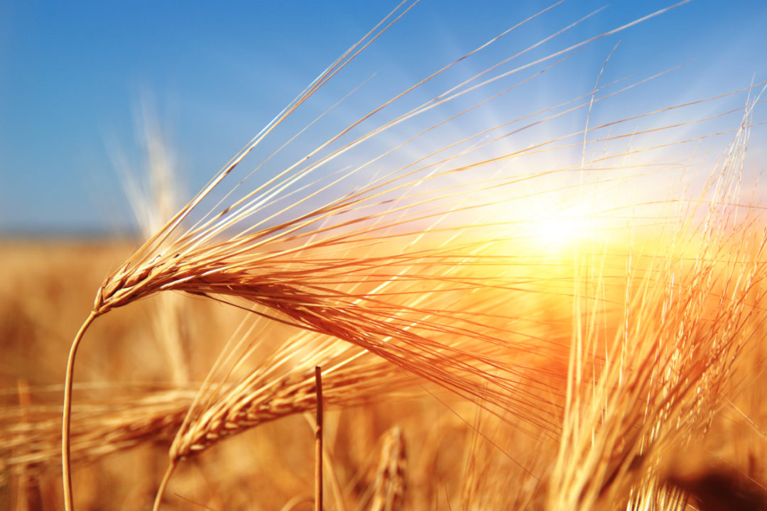 El clima cálido impulsa la cosecha de trigo europea