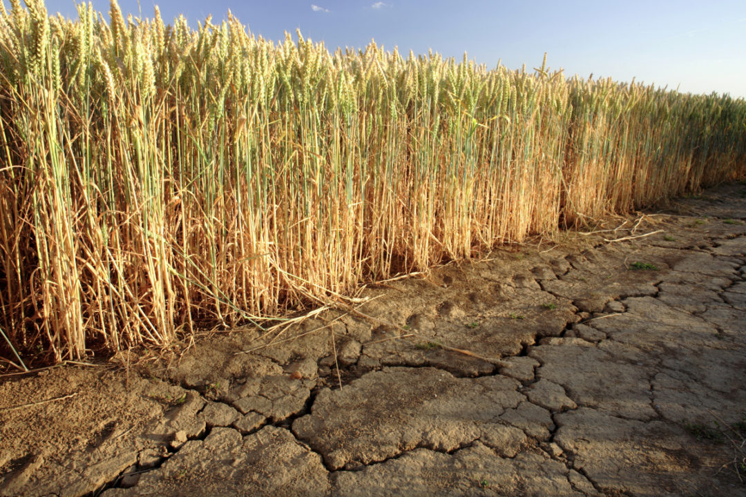 El clima seco y caluroso desafí­a el trigo canadiense
