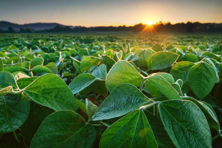 Bayer deja de vender semillas de soja en la Argentina pero sigue en la región: el motivo