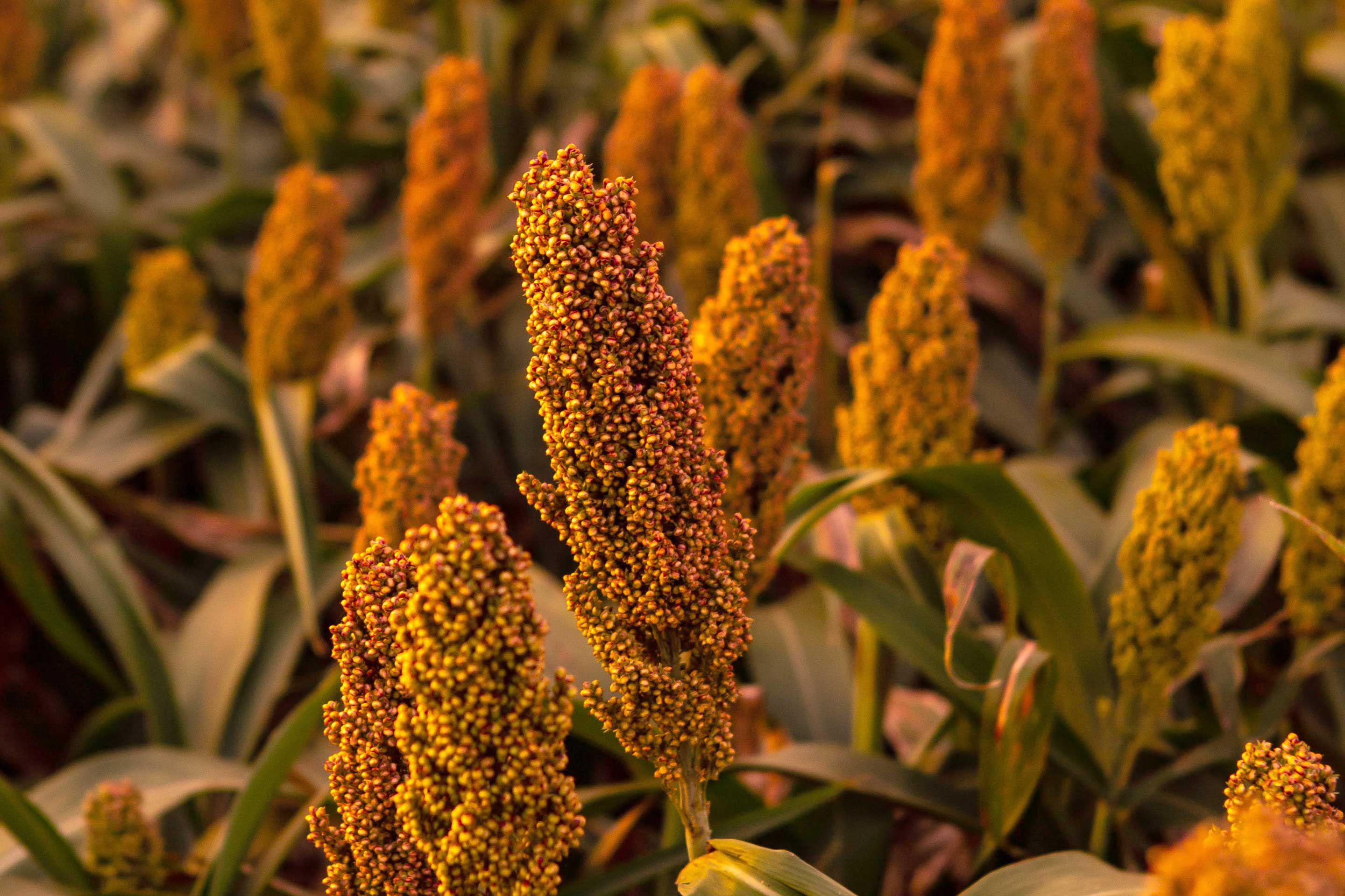Grupos asociados para promover el sorgo