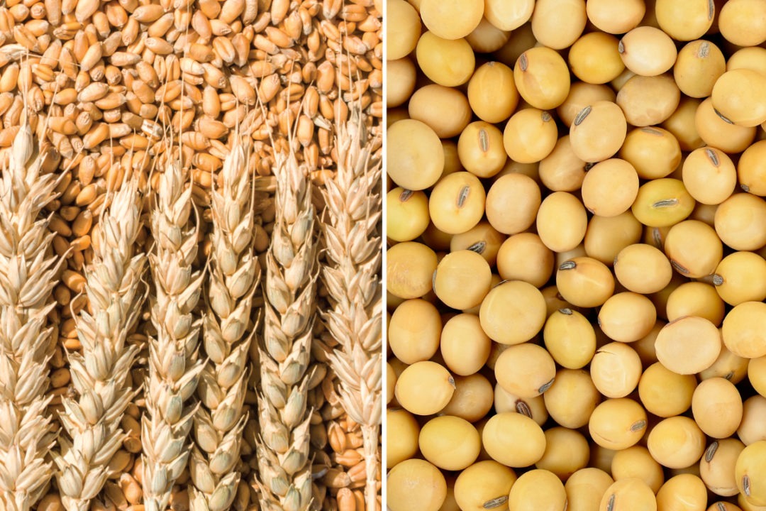 La FAO eleva el pronóstico de producción de cereales para 2021