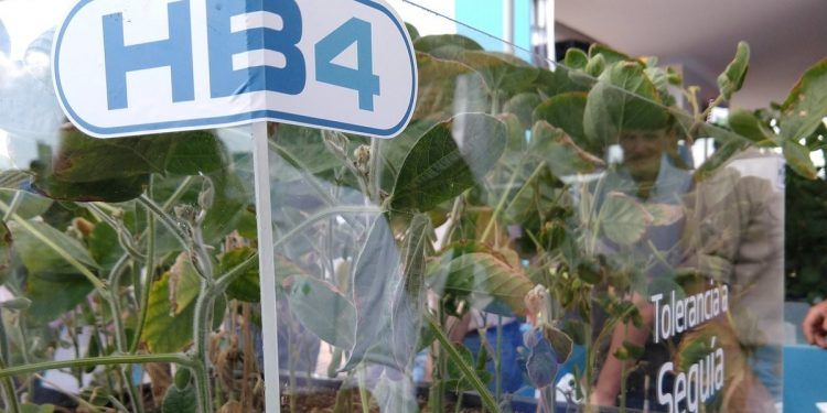 China aprobó la soja transgénica tolerante a la sequí­a desarrollada en la Argentina