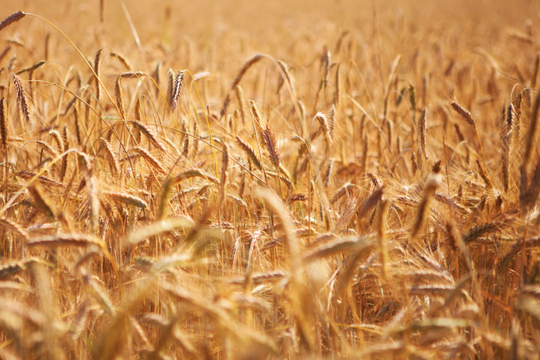 Se espera que la producción de trigo canadiense se dispare en 2022-23