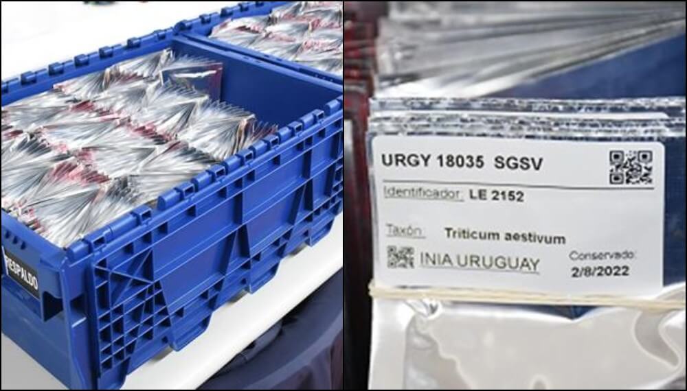 Uruguay hizo historia: envió genética de trigo y cebada a la bóveda del fin del mundo