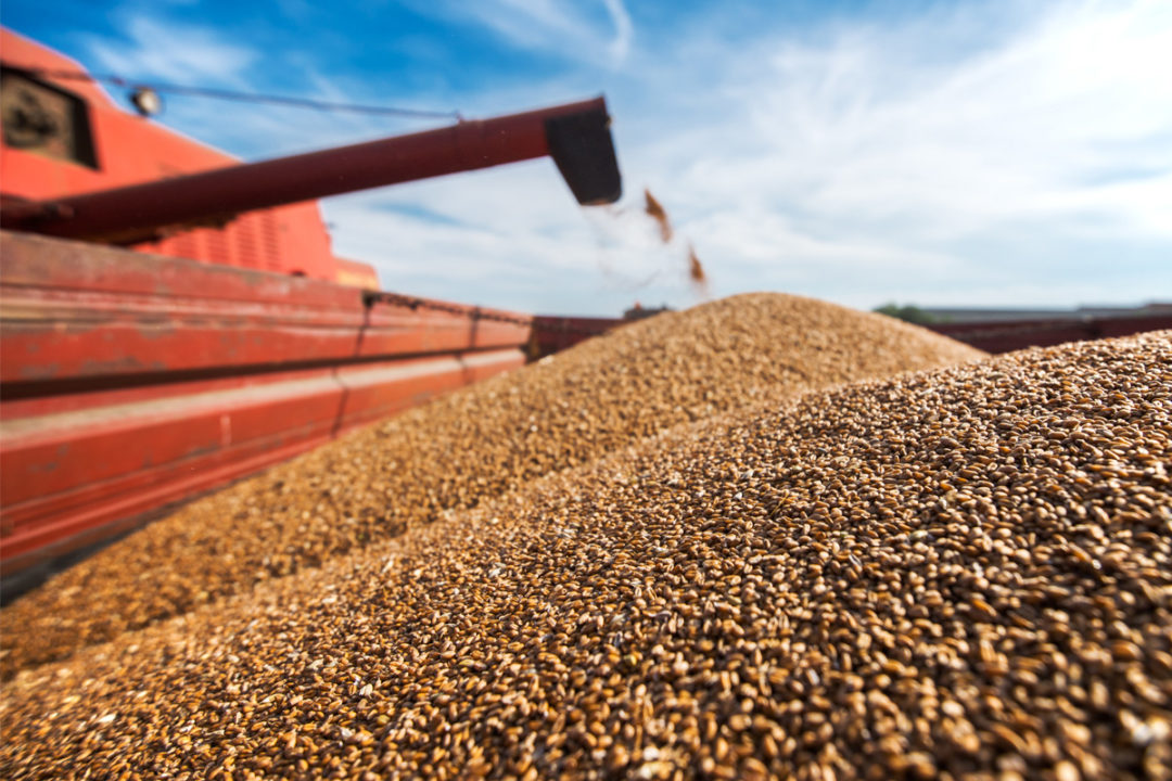 Rusia espera producción récord de trigo y exportaciones