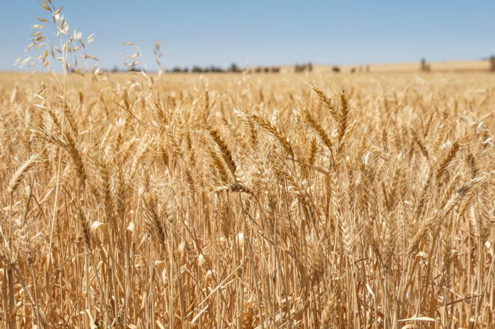 Se proyecta que la producción australiana de trigo disminuirá