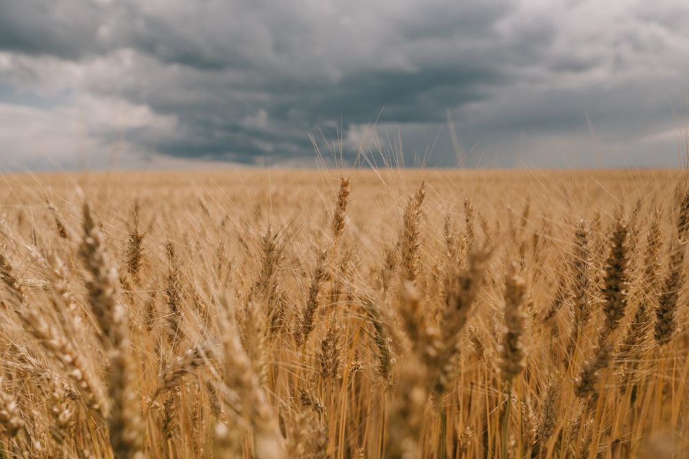 Las lluvias golpean la cosecha de trigo australiana