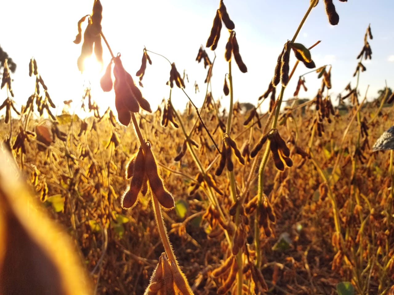 Safras, Conab y USDA recortan estimaciones para la cosecha de soja brasileí±a en 2023/24