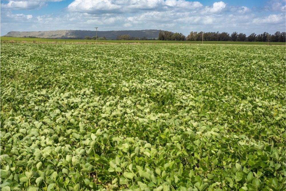 La cosecha de soja de Argentina revisó a la baja