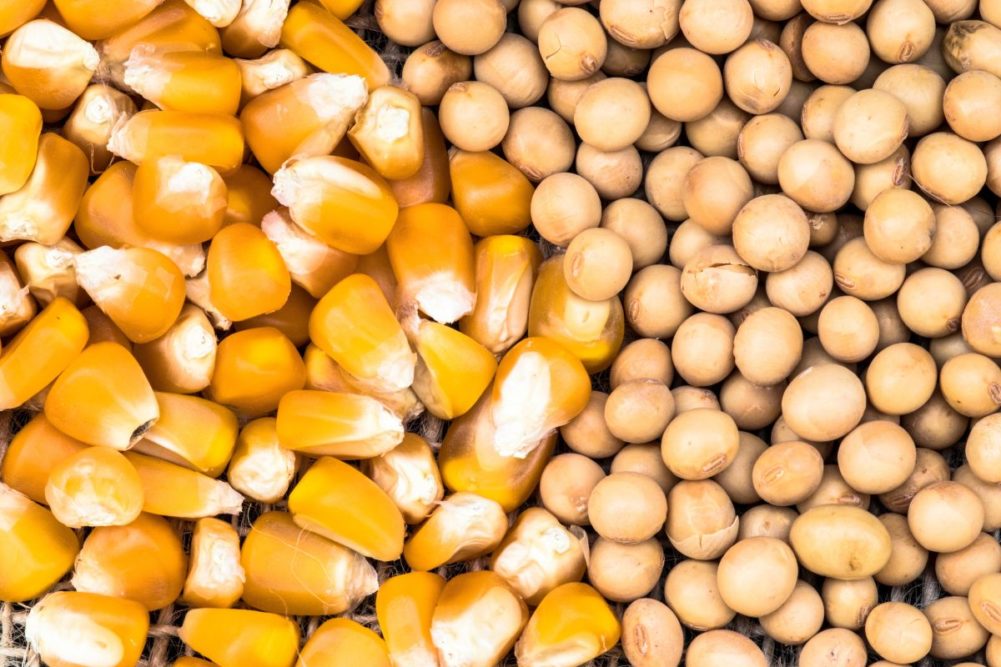 Arancel podrí­a reducir drásticamente las exportaciones agrí­colas de EE.UU. a China