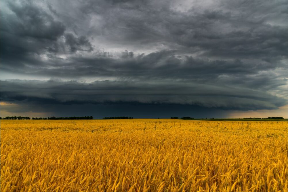 Nubes oscuras se ciernen sobre el sector cerealero ruso