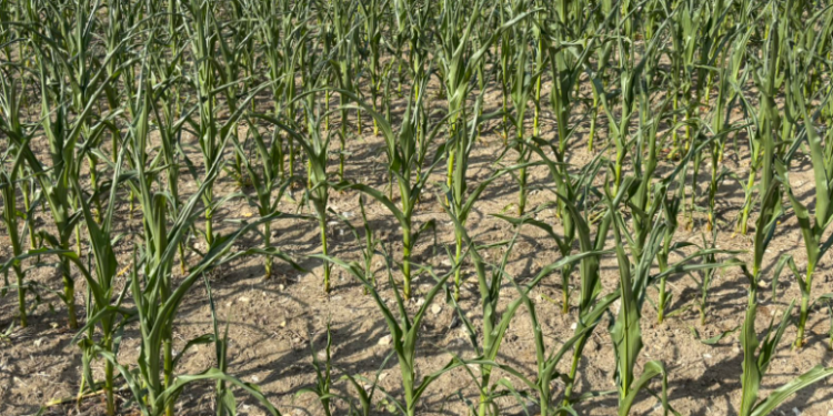Cada vez es mayor la evidencia de que Francia se encamina hacia un desastre productivo en maíz y trigo