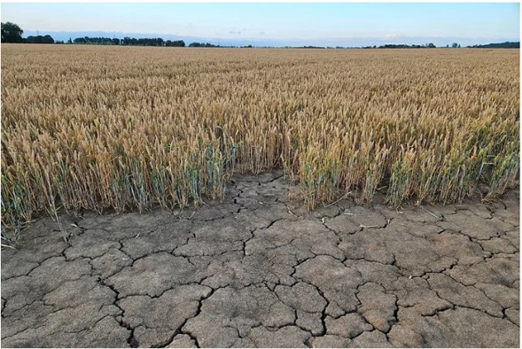Los cultivos de Europa Occidental enfrentan calor y estrés por humedad